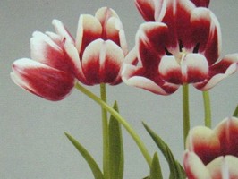 HD Digital Print 風景壁紙  HD166s