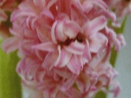 HD Digital Print 風景壁紙  HD285s
