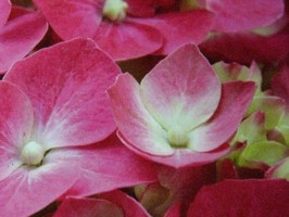 HD Digital Print 風景壁紙  HD292s