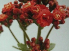 HD Digital Print 風景壁紙  HD294s