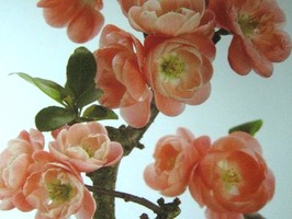 HD Digital Print 風景壁紙  HD298s