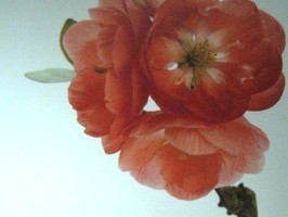HD Digital Print 風景壁紙  HD300s