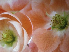 HD Digital Print 風景壁紙  HD329h
