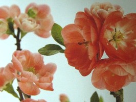 HD Digital Print 風景壁紙  HD333h