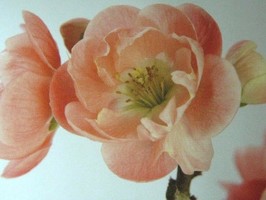 HD Digital Print 風景壁紙  HD336h
