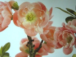 HD Digital Print 風景壁紙  HD339h