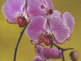 HD Digital Print 風景壁紙  HD355s