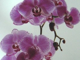 HD Digital Print 風景壁紙  HD356s