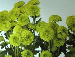 HD Digital Print 風景壁紙  HD357h