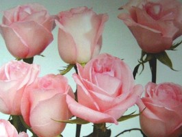 HD Digital Print 風景壁紙  HD358h
