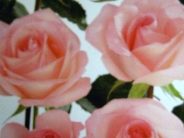 HD Digital Print 風景壁紙  HD359s