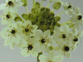 HD Digital Print 風景壁紙  HD365s