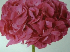 HD Digital Print 風景壁紙  HD366h