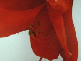 HD Digital Print 風景壁紙  HD373s
