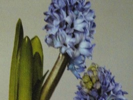 HD Digital Print 風景壁紙  HD377s
