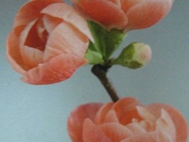HD Digital Print 風景壁紙  HD381s