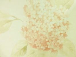 Bella 貝拉 壁紙  BE70811