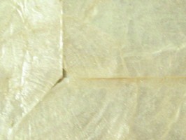 Dazzlepear 壁紙  B-OW-633546
