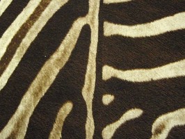 Rasch Out of Africa 壁紙  58-715309